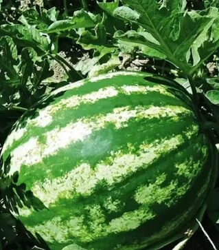 Насіння кавуна Ау Продюсер, 500 г (United Genetics)