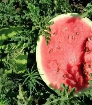 Насіння кавуна Ау Продюсер, 500 г (United Genetics)