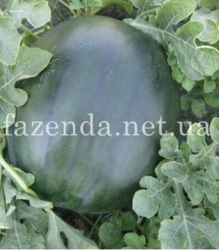 Семена арбуза CRX 10041 F1, п.о. 1 тыс. семян (Cora Seeds)