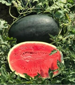 Семена арбуза CRX 10510 F1, п.о. 1 тыс. семян (Cora Seeds)