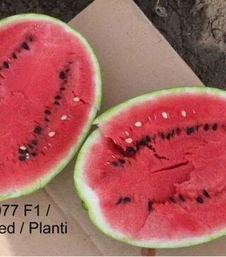 Семена арбуза ЕС 75077 F1, п.о. 100 семян (Ergon Seed)