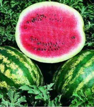 Семена арбуза Ау Продюсер, 5 кг (Agri Saaten)