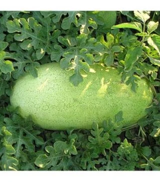 Семена арбуза Банир (КС 1819) F1, п.о. 1 тыс. семян (Kitano Seeds)