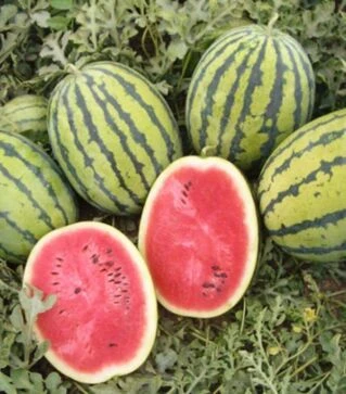 Насіння кавуна Бедуїн F1, п.о. 200 насінин (Bejo)