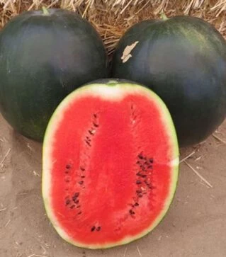 Семена арбуза Блейки (ИНХ 1748) F1, п.о. 100 семян (Innova Seeds)