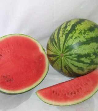 Насіння кавуна Вікінг F1, п.о. 1 тис. насінин (Hollar Seeds)