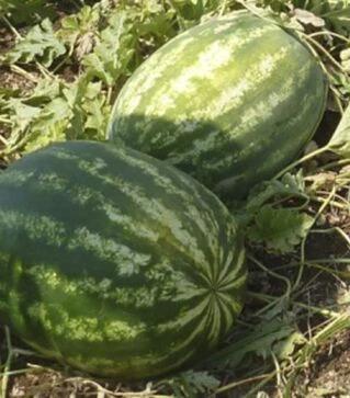 Семена арбуза Васко F1, п.о. 1 тыс. семян (Hazera)