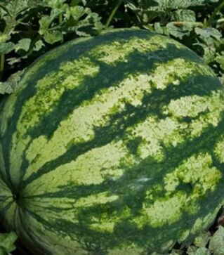 Насіння кавуна Галактіка, 500 г (BT TOHUM)