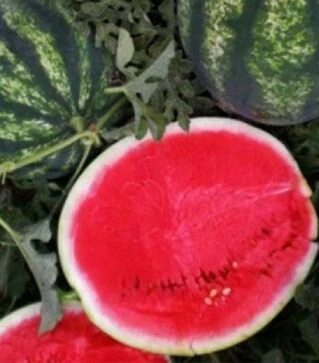 Семена арбуза Династи F1, п.о. 1 тыс. семян (Hollar Seeds)