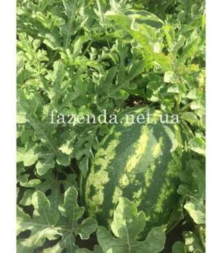 Семена арбуза Дата F1, п.о. 1 тыс. семян (Spark Seeds)