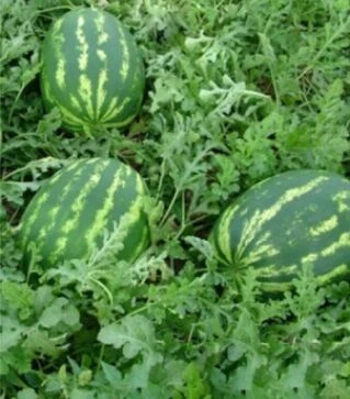 Семена арбуза Демре (Визир) F1, п.о. 1 тыс. семян (Yuksel)