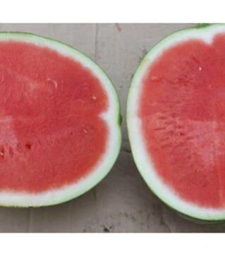 Насіння кавуна Екстазі F1, п.о. 500 насінин (Hazera)