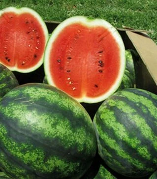 Насіння кавуна Ерлі Джітана F1, п.о. 1 тис. насінин (United Genetics)