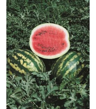 Насіння кавуна Крімсон Світ F1, 1 кг (Moravo Seed)