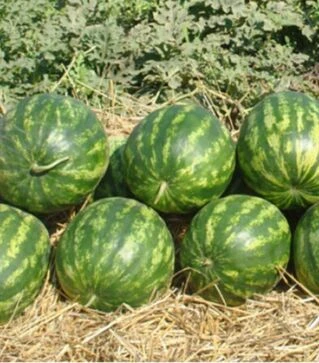 Насіння кавуна Кримсон Делайт F1, п.о. 1 тис. насінин (Hollar Seeds)