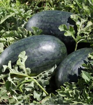 Семена арбуза КС 250 F1, п.о. 100 семян (Kitano Seeds)