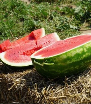 Семена арбуза КС 350 F1, п.о. 100 семян (Kitano Seeds)