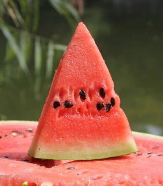 Семена арбуза Маракеш F1, п.о. 100 семян (Ergon Seed)