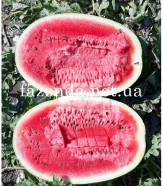 Семена арбуза Марана F1, п.о. 250 семян (Libra Seeds)