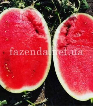 Семена арбуза Монро (ИНХ 1723) F1, п.о. 100 семян (Innova Seeds)