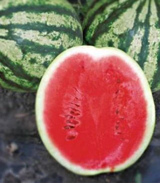 Семена арбуза Найс (КС 638), п.о. 1 тыс. семян (Kitano Seeds)