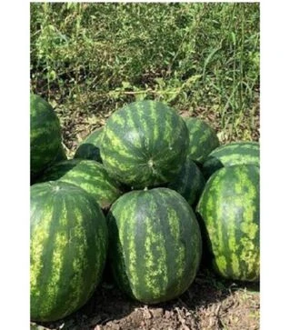 Семена арбуза Ред Хэвен F1, п.о. 1 тыс. семян (Seminis)
