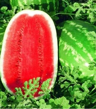 Насіння кавуна Тріумф F1, п.о. 1 тис. насінин (Hollar Seeds)