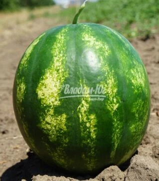 Насіння кавуна Цілина F1, п.о. 1 тис. насінин (Clause)