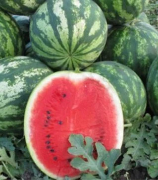 Семена арбуза Шейни (КС 163) F1, п.о. 100 семян (Kitano Seeds)