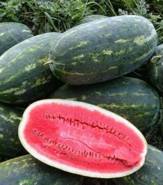 Семена арбуза Юмми F1, п.о. 1 тыс. семян ( Lark Seeds )