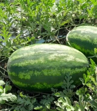 Насіння кавуна Ілювіум F1, п.о. 250 насінин (Libra Seeds)