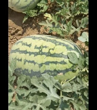 Семена арбуза Драгон F1, п.о. 1 тыс. семян (Libra Seeds)