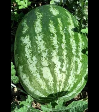 Насіння кавуна Квантум F1, п.о. 250 насінин (Libra Seeds)