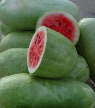 Насіння кавуна Чарльстон Грей, 1 кг (Leda Seeds)