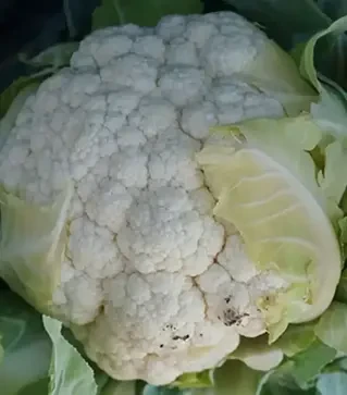 Насіння цвітної капусти Корлану F1, п.о. 2,5 тис. насінин (Syngenta)
