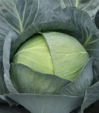 Насіння білоголової капусти Саксесор F1, п.о. 2,5 тис. насінин (Syngenta)