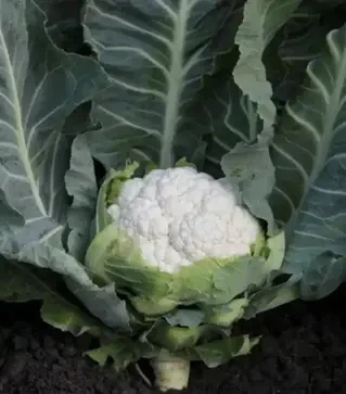 Насіння цвітної капусти Солістар F1, п.о. 2,5 тис. насінин (Syngenta)