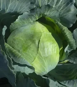 Семена белокочанной капусты Сторидор F1, п.е. 2,5 тыс. семян (Syngenta)