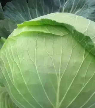 Семена белокочанной капусты Амтрак F1, п.е. 2,5 тыс. семян (Bejo)