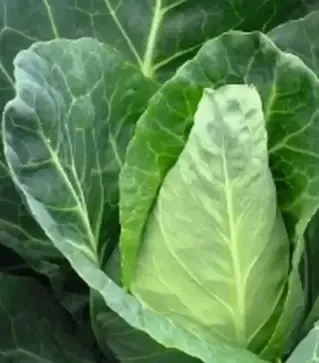 Семена конической капусты Карафлекс F1, п.е. 2,5 тыс. семян (Bejo)