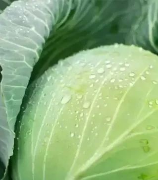 Насіння білоголової капусти Лексикон F1, п.о. 2,5 тис. насінин (Syngenta)