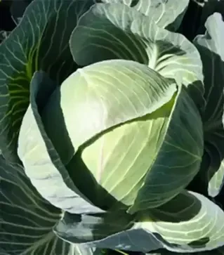 Насіння білоголової капусти Каунтер F1, п.о. 2,5 тис. насінин (Bejo)