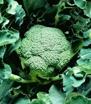 Семена капусты брокколи Корато F1, п.е. 2,5 тыс. семян (Enza Zaden)