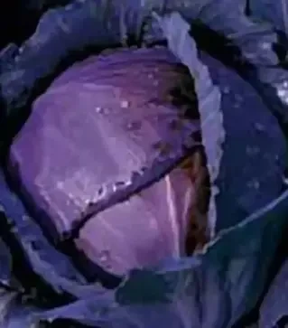 Семена красноголовой капусты Лангедейкер Дауэр, 500 г (Коуэлл)