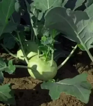 Насіння капусти кольрабі Лех F1, п.о. 1 тис. насінин (Rijk Zwaan)