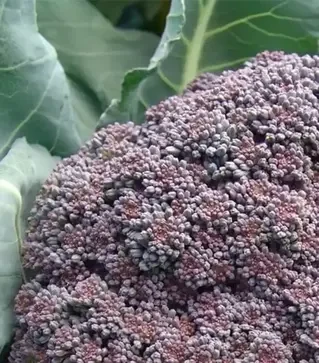 Насіння капусти броколі Міранда, 1 кг (Moravoseed)