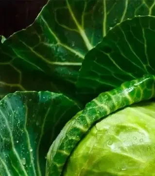 Насіння білоголової капусти Продікус F1, п.о. 2,5 тис. насінин (Syngenta)