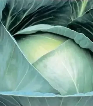 Насіння білоголової капусти Професор F1, п.о. 2,5 тис. насінин (Syngenta)