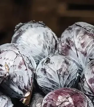 Семена красноголовой капусты капусты Рескью F1, п.е. 2,5 тыс. семян (Syngenta)