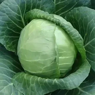 Семена белокочанной капусты Сунта F1, п.е. 2,5 тыс. семян (Takii Seed)